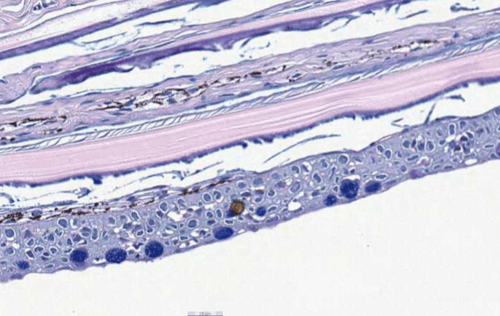 Salmon skin before AI-assisted detection