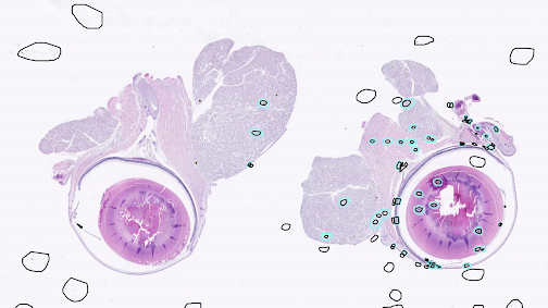 6 steps to creating your own veterinary pathology AI model