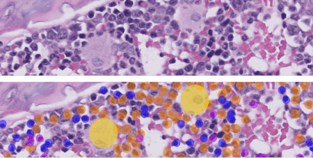 veterinary-pathology-screening-of-bone-marrow-cellularity-changes