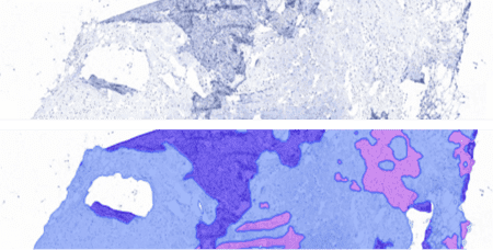 veterinary-pathology-slide-and-scanning-quality-control