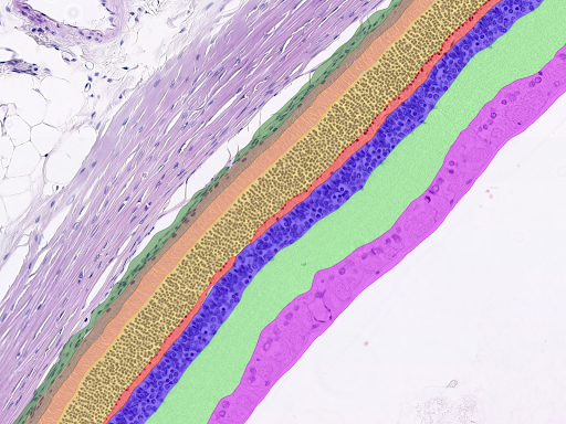 veth-path-retinal-segmentation-layer-results