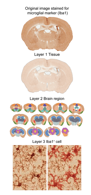 Iba1 model layers (1)
