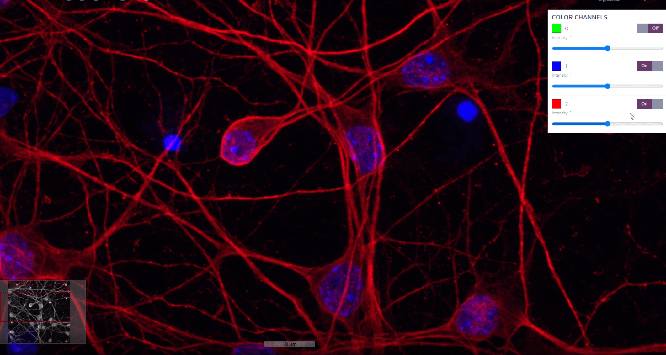 Neurons microtubule and nuclear stain