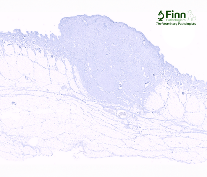 Veterinary Diagnostic AI Applications_Finn Pathologists_IHC - MIB-1 (Ki-67)_1_logo 1