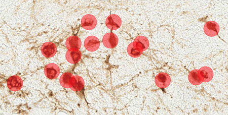 Veterinary research: Brain areas and cell types