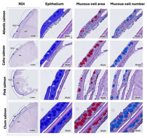 Nofima case study_fish skin_blog image