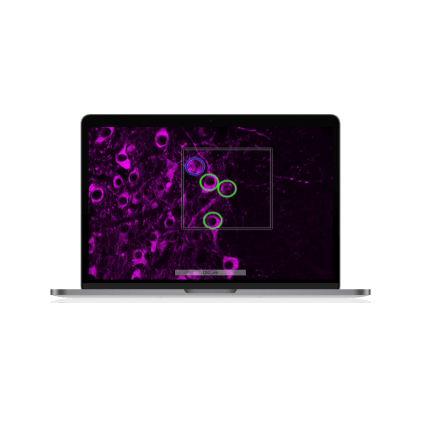Annotation Assistant