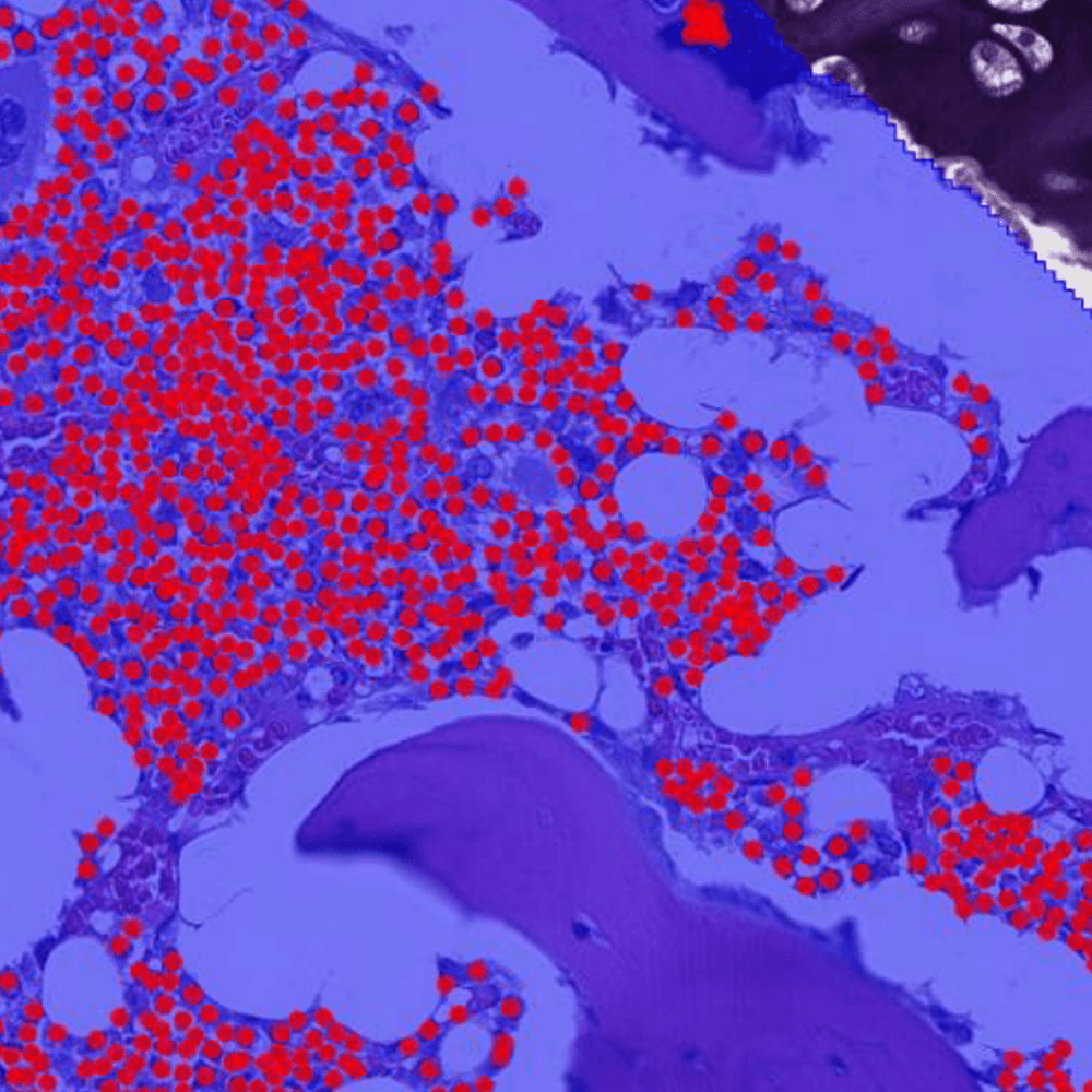 Applying AI in toxicology safety studies: from training to validation